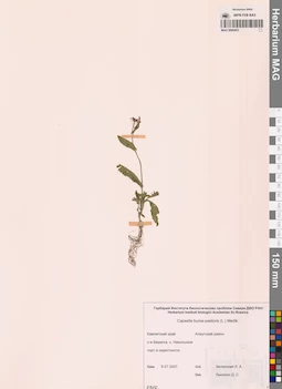 MAG 0006453