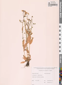 MAG 0006454