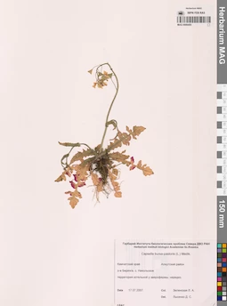 MAG 0006455