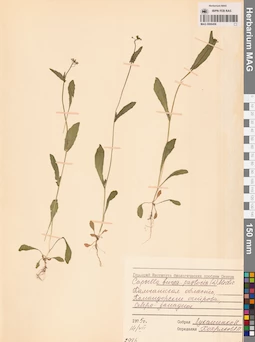 MAG 0006456