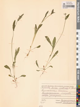 MAG 0006457