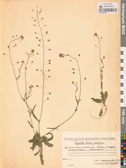 MAG 0006458