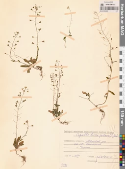 MAG 0006460