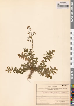 MAG 0006461