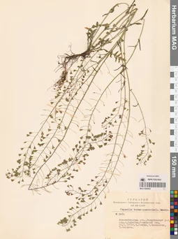 MAG 0006462