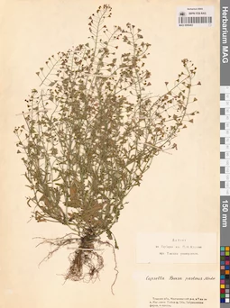 MAG 0006463
