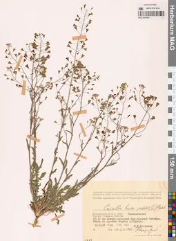 MAG 0006464