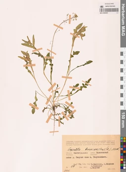 MAG 0006465