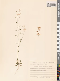 MAG 0006467