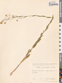 MAG 0010580
