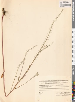 MAG 0010581