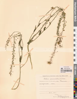 MAG 0010582
