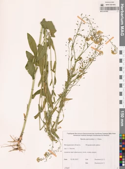 MAG 0010585