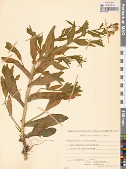 MAG 0010586