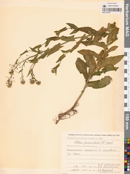 MAG 0010587