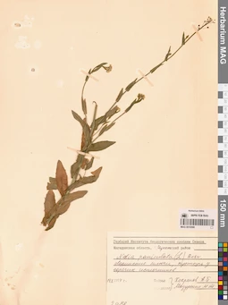MAG 0010588