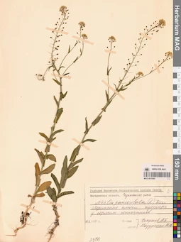 MAG 0010589