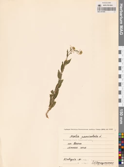 MAG 0010590