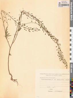 MAG 0010593