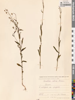 MAG 0010595
