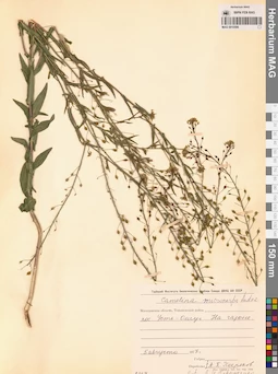 MAG 0010596