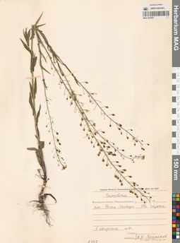 MAG 0010597