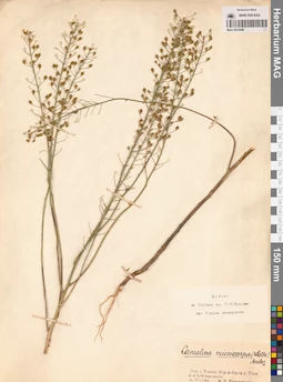 MAG 0010598