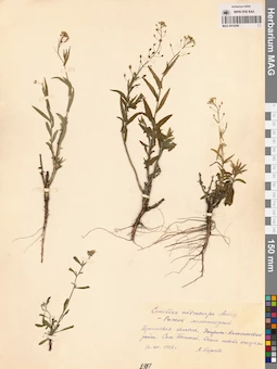 MAG 0010599