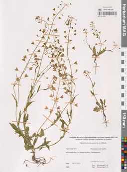 MAG 0014293