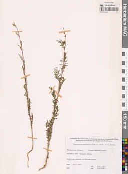 MAG 0006238