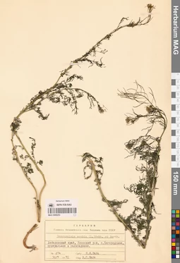 MAG 0006253