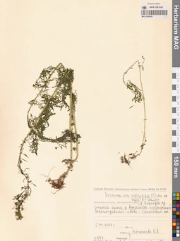 MAG 0006260