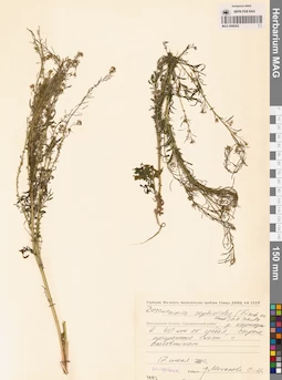 MAG 0006262