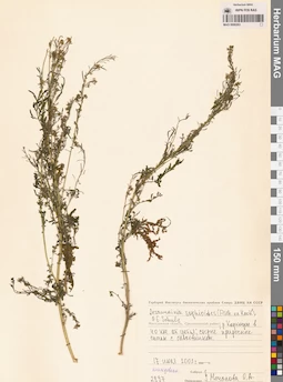 MAG 0006263