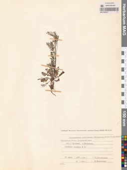 MAG 0006265
