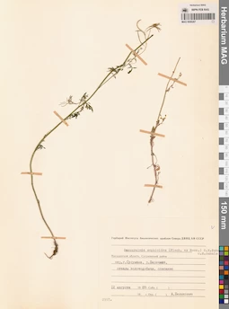 MAG 0006267