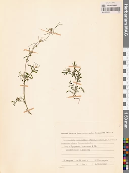 MAG 0006268