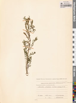 MAG 0006270
