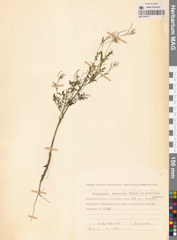 MAG 0006271