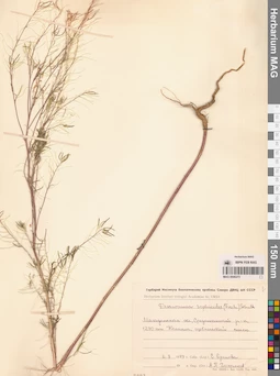 MAG 0006273