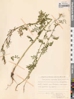MAG 0006274