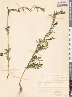 MAG 0006275