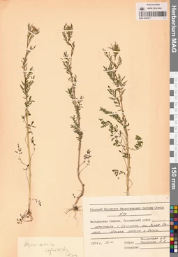 MAG 0006277