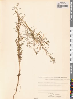 MAG 0006279