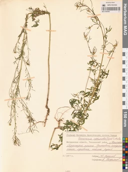 MAG 0006280
