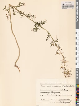 MAG 0006281