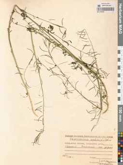 MAG 0006282