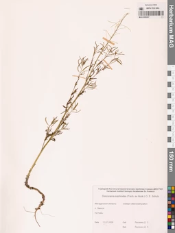 MAG 0006287