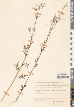 MAG 0006290