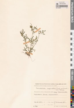 MAG 0006291